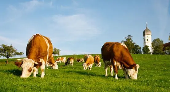 打造全國現(xiàn)代畜牧業(yè)齊魯樣板，山東要怎么干？