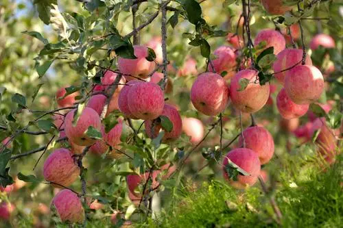 賣1斤虧1元！蘋果價格大跌滯銷！遭歷史最嚴(yán)重行情？