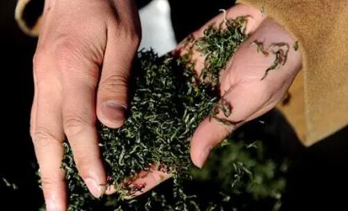 浙江舟山：堅(jiān)持創(chuàng)新賦能助推普陀佛茶產(chǎn)業(yè)高質(zhì)量發(fā)展