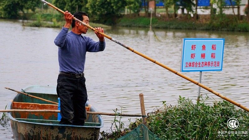 是什么讓金星老師“嗦”不釋手？良品鋪子x蝦皇聯(lián)名油燜大蝦熱銷618