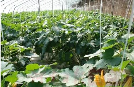 河南三門峽：打造北緯35度特色農業(yè)黃金帶