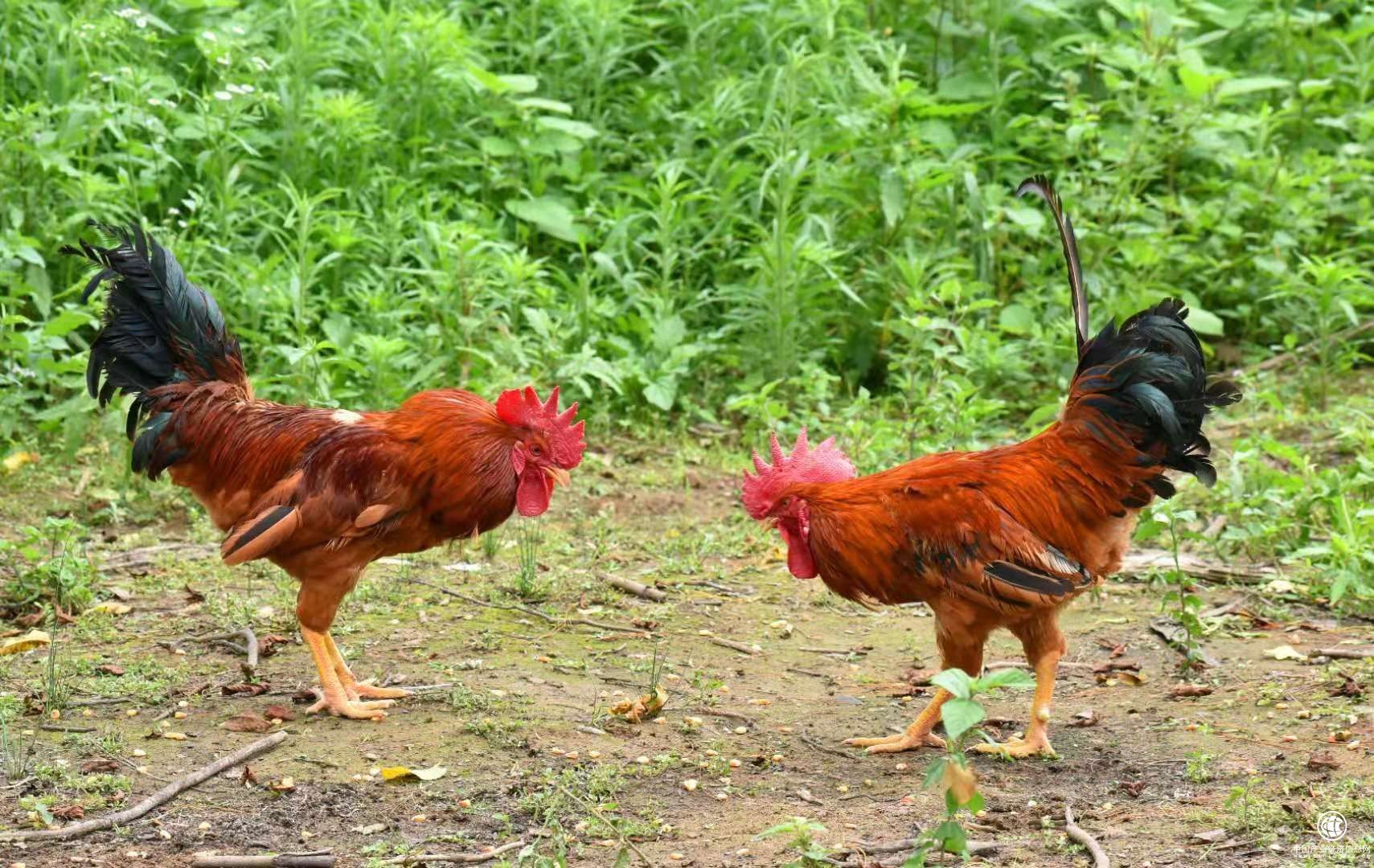 不遠千里 只為那只住在仙境的雞