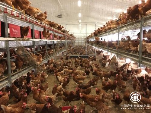 中國首個“百萬羽非籠養(yǎng)蛋雞”項目啟動 