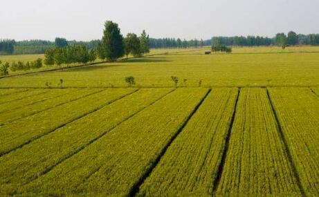 北京市全面推行“田長制”，年底前建立四級(jí)責(zé)任體系