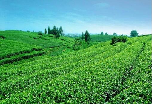 福建省詔安縣獲