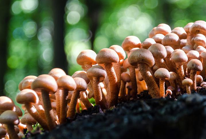 浙江慶元縣：發(fā)掘“林-菇共育”農業(yè)文化遺產新價值