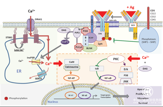 ACROBiosystems百普賽斯解讀CD79B，助力滿足臨床待滿足需求