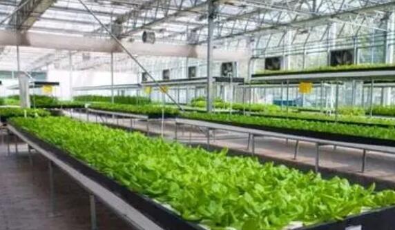 豫滬農(nóng)業(yè)合作升級：除產(chǎn)銷對接外 還要提升種養(yǎng)技術(shù)