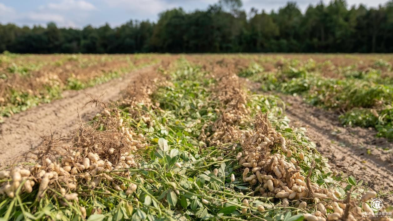 高品質(zhì)原料保障，成就匠心酒鬼花生！