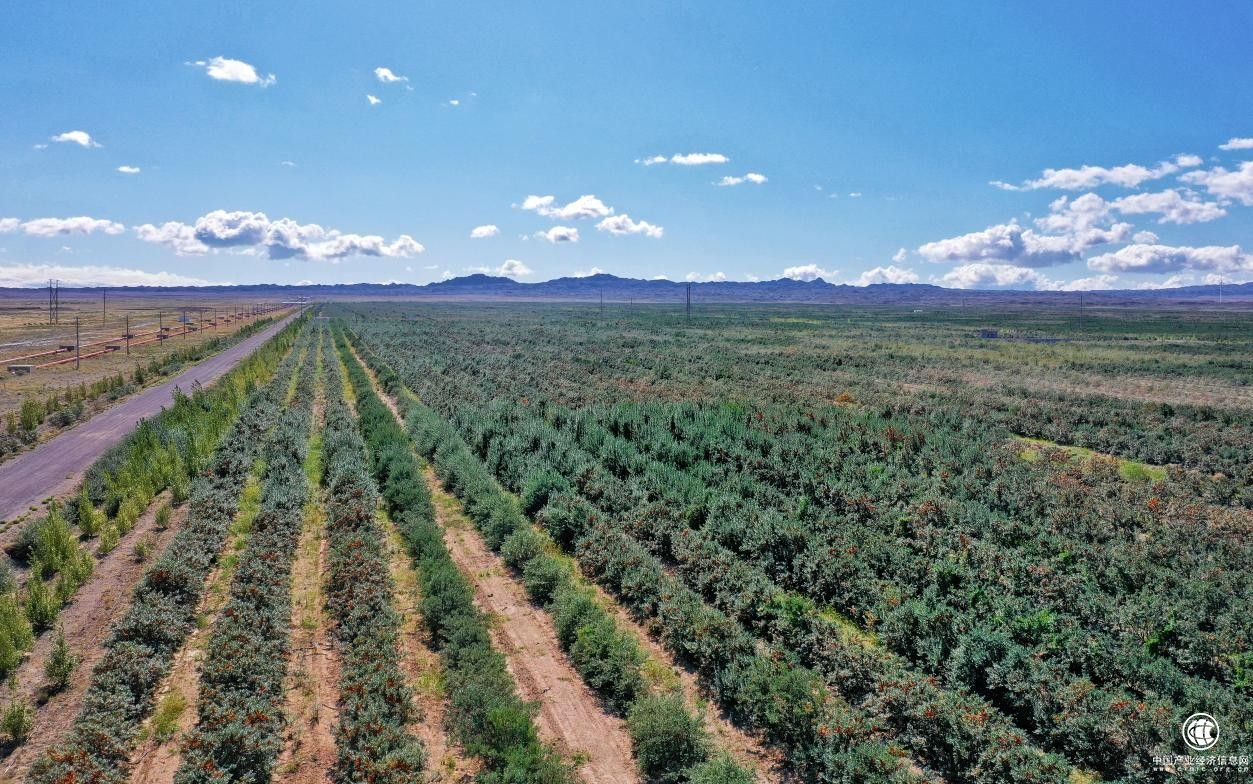 發(fā)展沙棘產(chǎn)業(yè) 助力生態(tài)環(huán)境保護