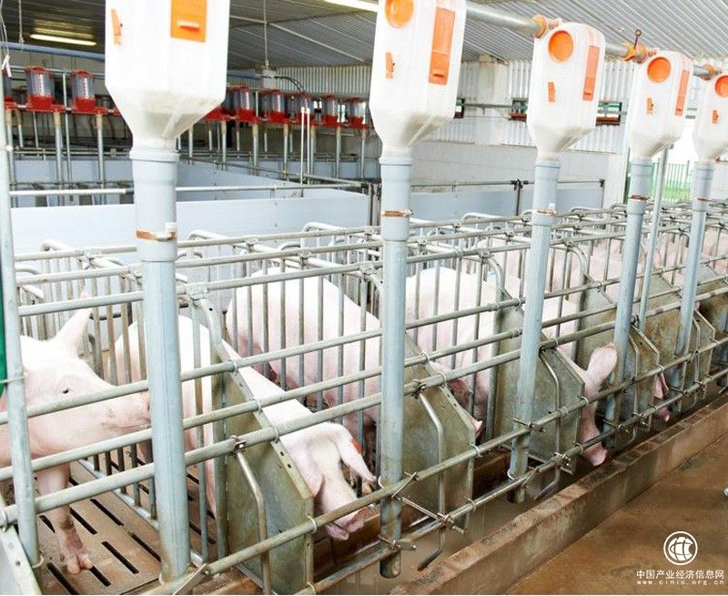 新豐小吃嚴格把關(guān)食材品質(zhì)，為消費者打造健康小吃