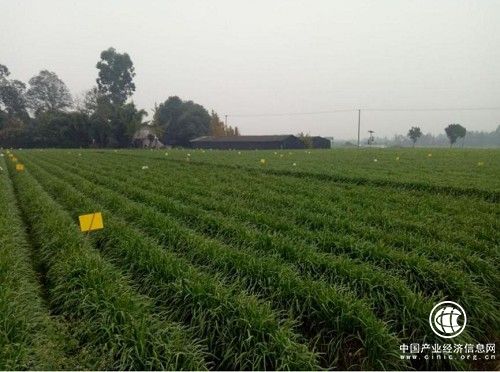 青楊韭黃：奮力發(fā)展韭黃產(chǎn)業(yè) 加速推進鄉(xiāng)村振興