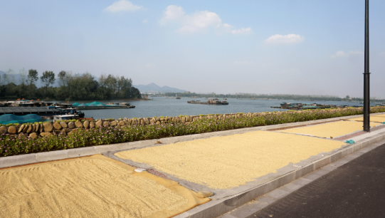 滿載豐收！蘇州金龍全力護(hù)航江南稻香文化節(jié)