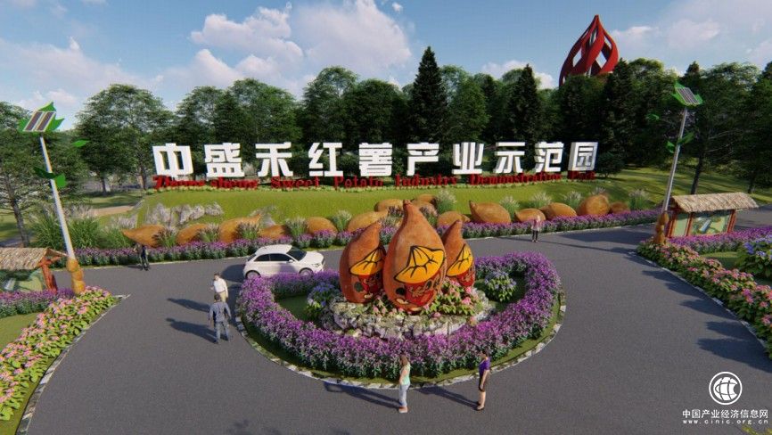 這個(gè)冬天 “薯”你最甜