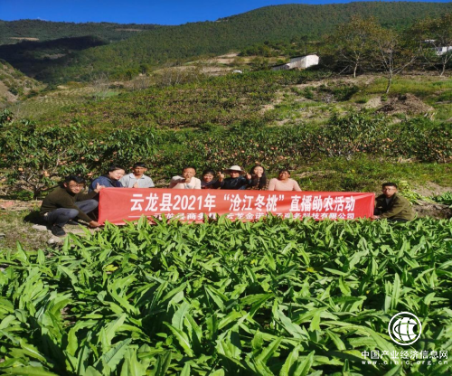 網聚青春新力量，助力“滄江冬桃”出深山！