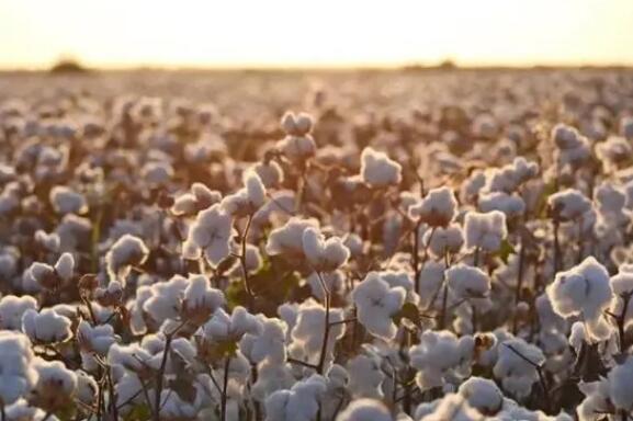 國家統(tǒng)計局關(guān)于2021年棉花產(chǎn)量的公告
