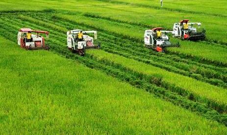 重慶今年超額完成國家下達糧食生產(chǎn)任務(wù)