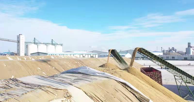 黑龍江前進(jìn)農(nóng)場(chǎng)有限公司種植戶積極交售政策性糧