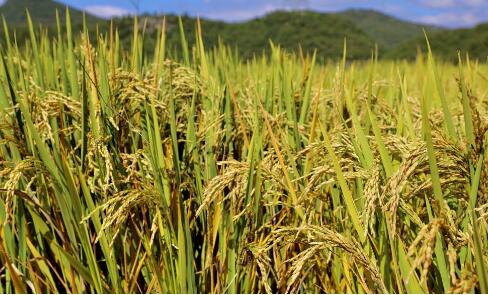 云南省去年糧食生產(chǎn)創(chuàng)新高 總產(chǎn)量達(dá)1930.3萬(wàn)噸同比增長(zhǎng)1.8%