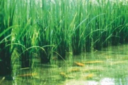 “數(shù)字稻漁、漁旅融合”構(gòu)建浙江桐廬漁業(yè)產(chǎn)業(yè)發(fā)展新格局