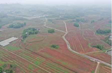 重慶通過“查建控?？肌北Ｗo(hù)好“飯碗田”