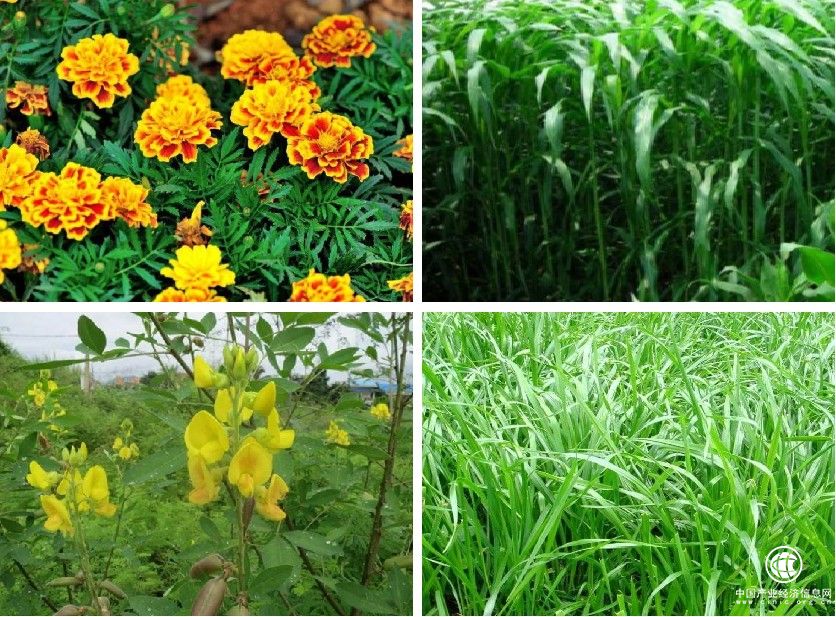  圣軒草業(yè)：響應(yīng)國家治理荒漠化號召，為環(huán)境綠化工程添磚加瓦