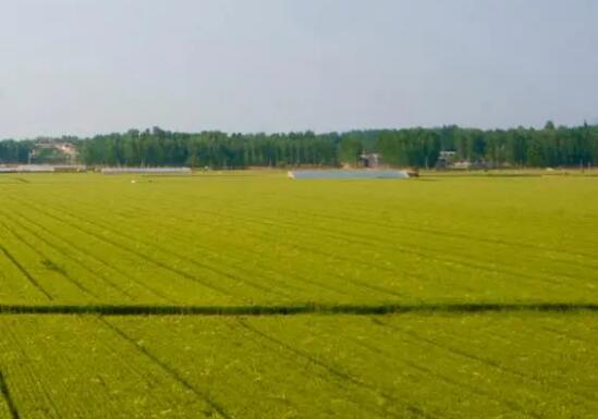 遼寧省九方面發(fā)力夯實(shí)農(nóng)業(yè)強(qiáng)省基礎(chǔ)