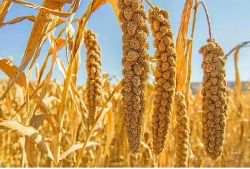 山西：打造全國雜糧科技創(chuàng)新和良種供應基地