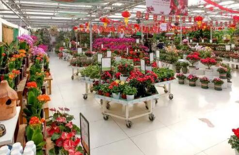 物流和互聯(lián)網(wǎng)發(fā)展推動花卉消費升級