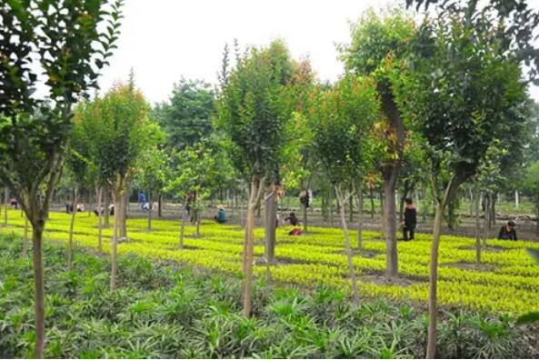 2021年苗木產(chǎn)業(yè)困難重重，但不乏亮點(diǎn)