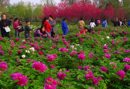 “賞花經(jīng)濟(jì)”不能“曇花一現(xiàn)”