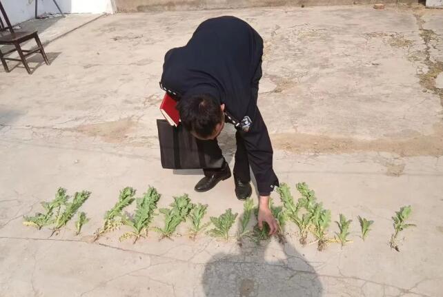 非法種植罌粟等毒品原植物，嚴(yán)查！