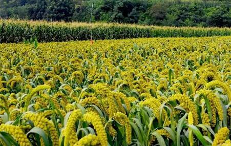 今年河北省谷子種植面積將達(dá)195萬(wàn)畝