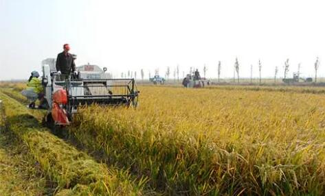 中央財政向?qū)嶋H種糧農(nóng)民發(fā)放一次性補(bǔ)貼100億元