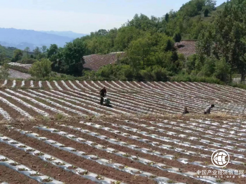 河南盧氏：種煙圓我“小康”夢(mèng)
