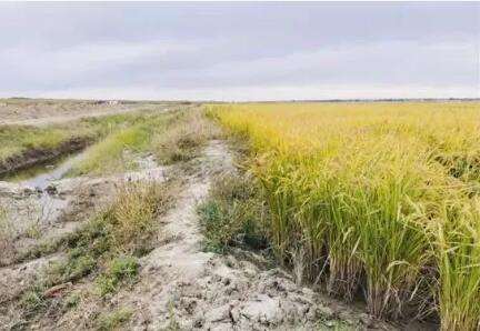 哈爾濱聯(lián)手大慶 攻關“鹽堿地改良”項目