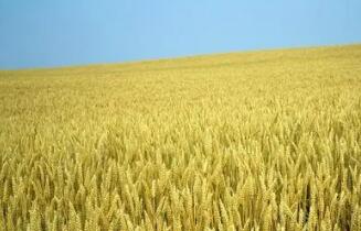 平均畝產(chǎn)659.52公斤！“洛旱22”刷新全國(guó)旱地小麥高產(chǎn)紀(jì)錄