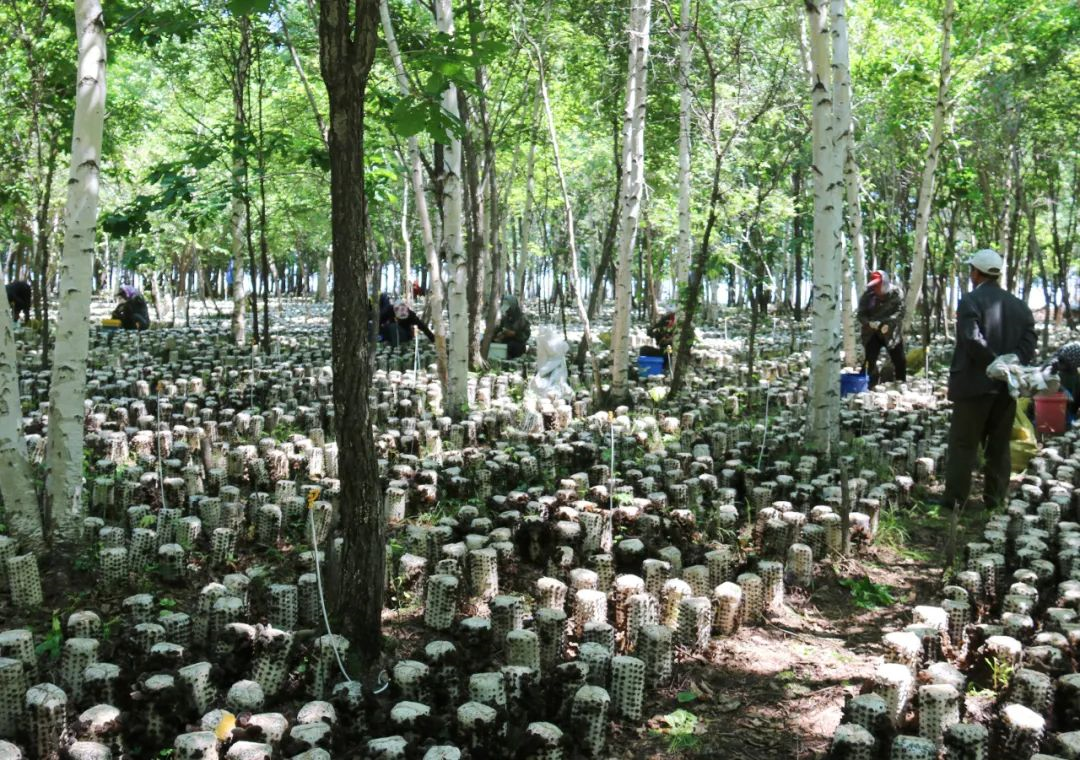 北大荒農(nóng)墾集團(tuán)有限公司綏化分公司強(qiáng)品牌、重塑“鏈”以高質(zhì)量黨建賦能企業(yè)高質(zhì)量發(fā)展