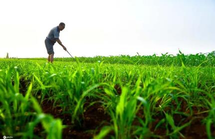 加強服務(wù)保障助力夏管有序推進(jìn) 確保全年糧食穩(wěn)產(chǎn)豐產(chǎn)