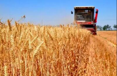 四川夏糧總產(chǎn)量436.7萬噸，比上年增加7.5萬噸