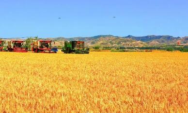 762.61億斤，全國第一！2022年河南夏糧總產(chǎn)量正式公布