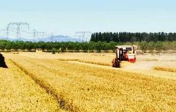 2022年北京夏糧總產量9.6萬噸，比去年增長近4成