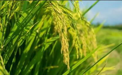 水稻“藍色革命”：上海產節(jié)水抗旱稻減少稻田溫室氣體排放