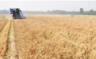 湖北夏糧夏油“三連增”，創(chuàng)歷史最高水平