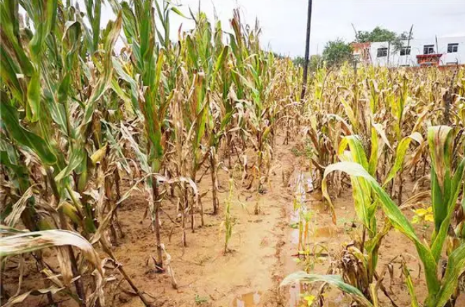 當(dāng)前高溫干旱對(duì)農(nóng)業(yè)影響多大？未來趨勢(shì)如何？專家解讀