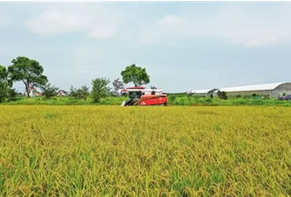 2022年全國早稻播種面積穩(wěn)中有增 為全年糧食豐收奠定良好基礎(chǔ)
