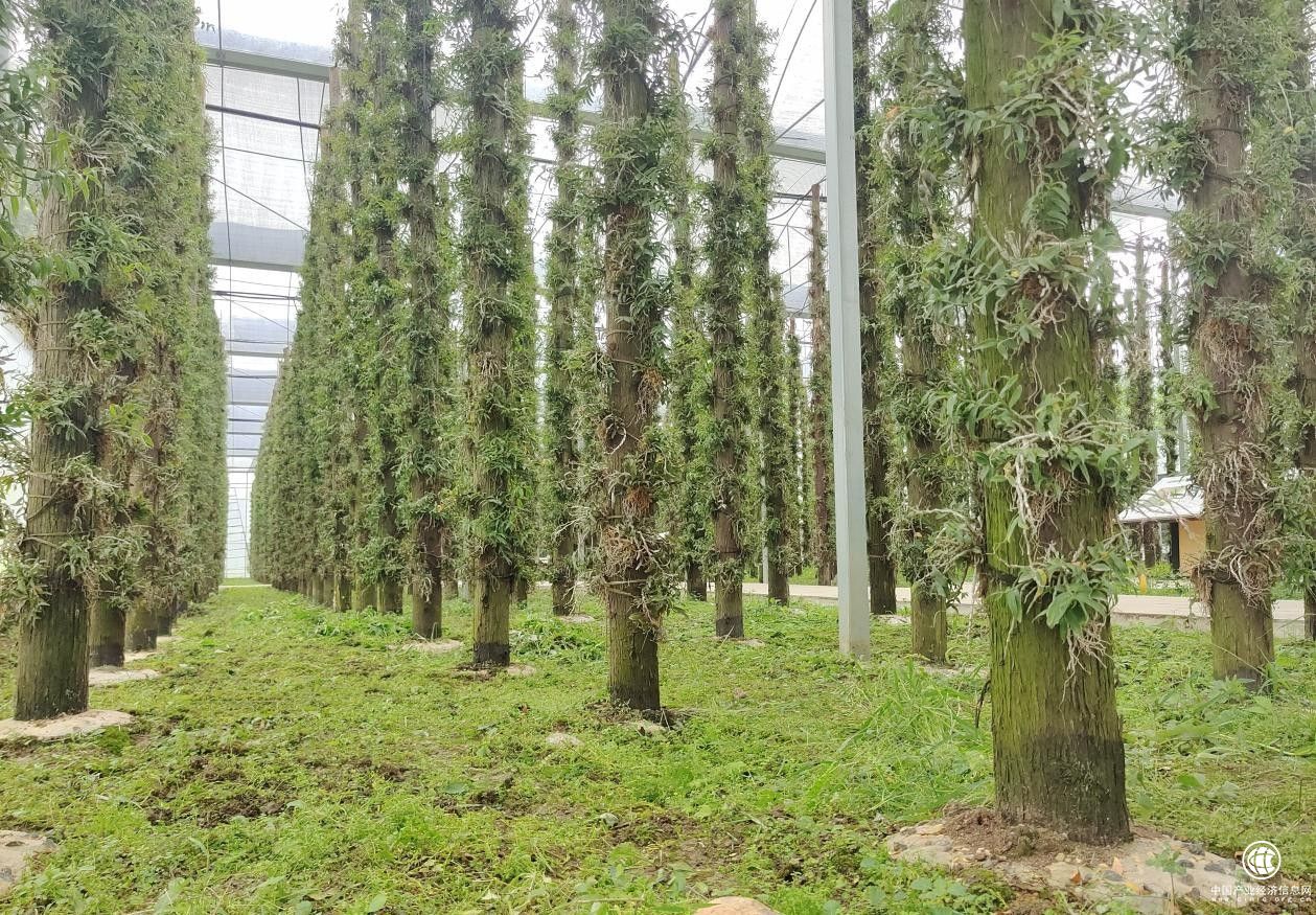 甘御蘭鐵皮石斛，構(gòu)建大健康產(chǎn)業(yè)體系