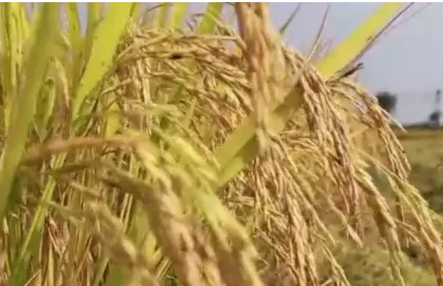 超1.3萬億斤，彰顯中國飯碗分量——數(shù)評新時(shí)代中國經(jīng)濟(jì)歷史性躍升