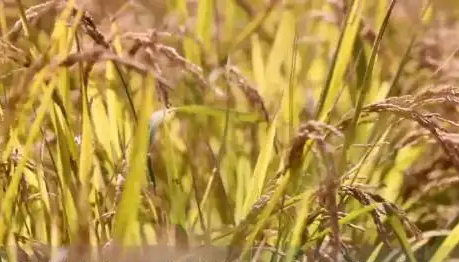 743.5公斤！內蒙古水稻畝單產再創(chuàng)新高