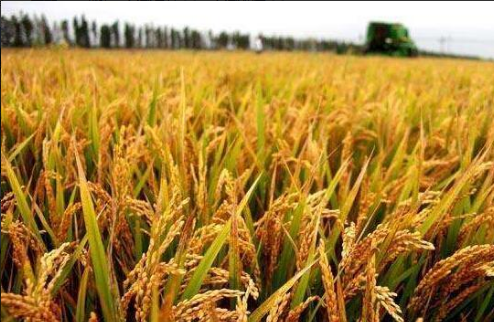 1148.2公斤！安徽創(chuàng)長江下游水稻畝單產最新紀錄